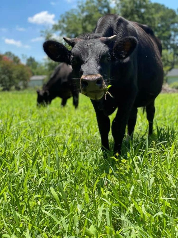 Farms Helping Families Fresh Meat Fayetteville, North Carolina